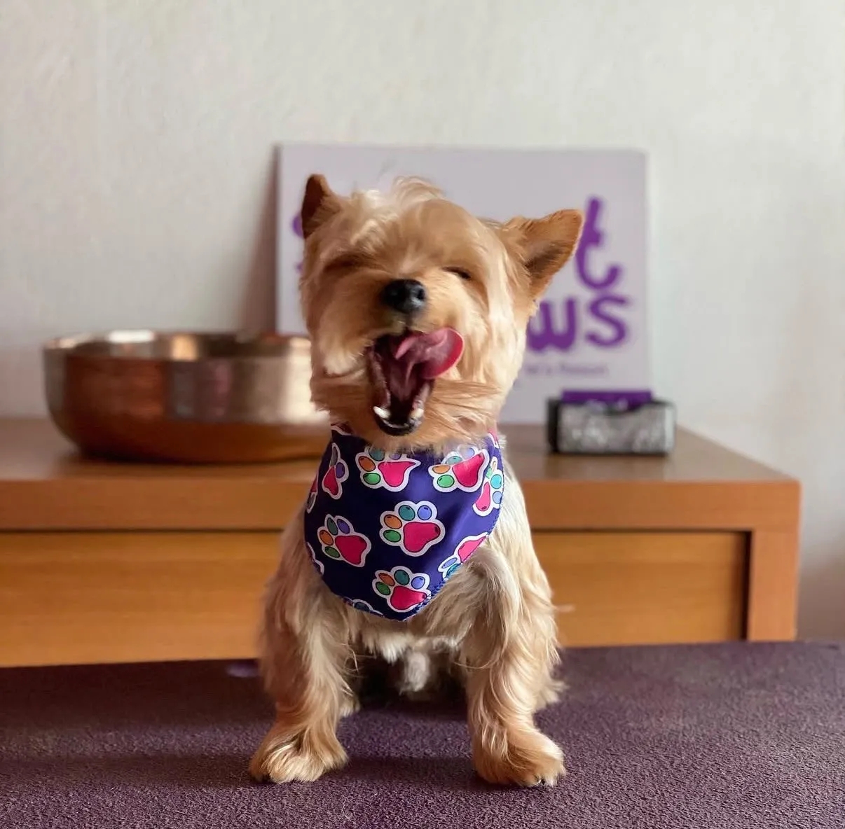 Schnauzer después de peluquería canina