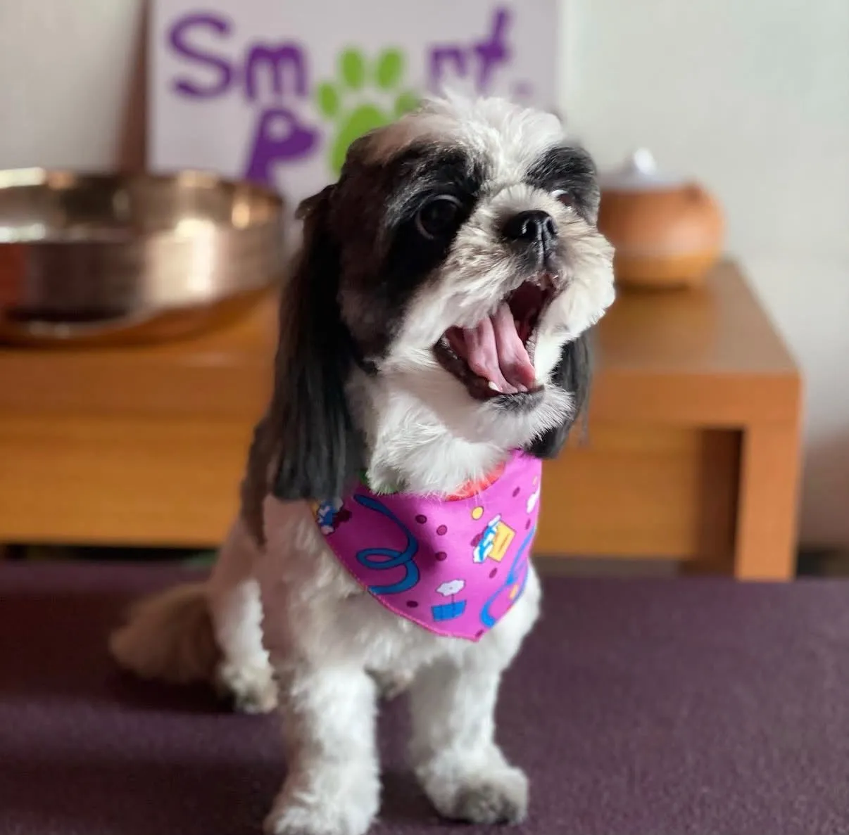 Perro pequeño después de peluquería