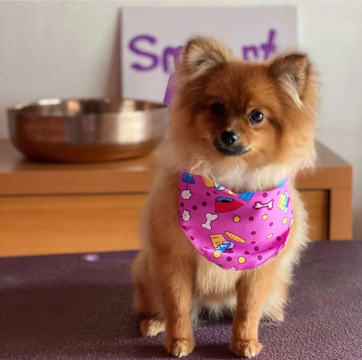 Perro blanco con pañuelo rosado