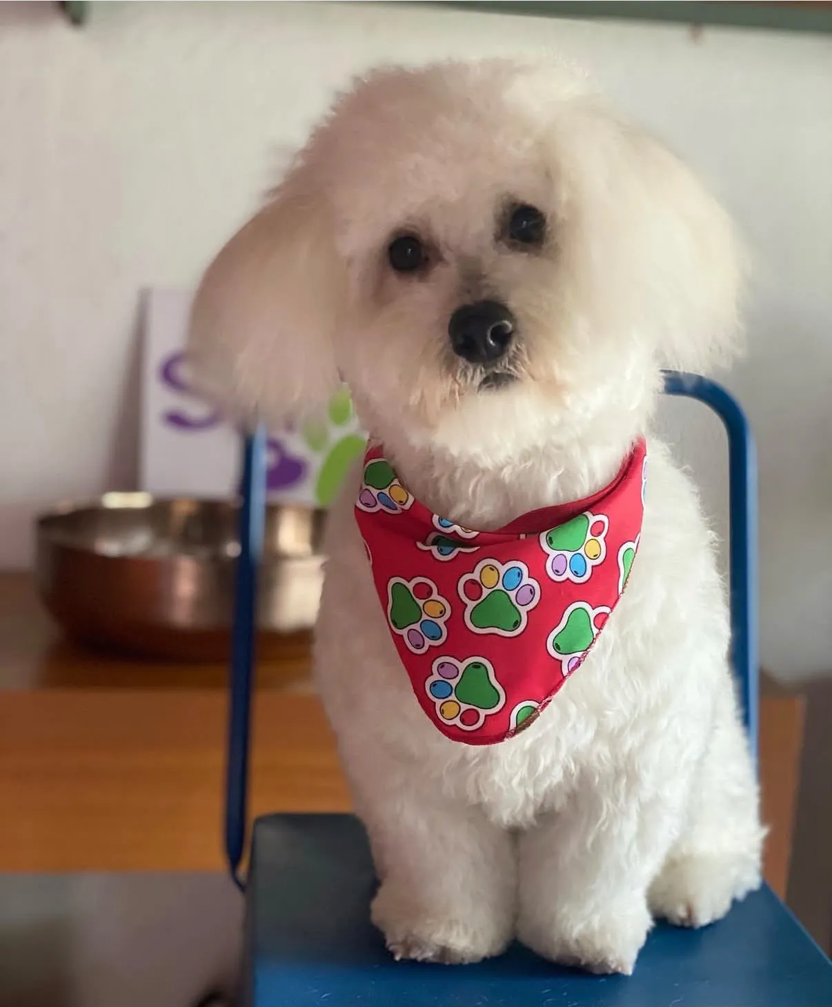 Perro blanco después de corte profesional