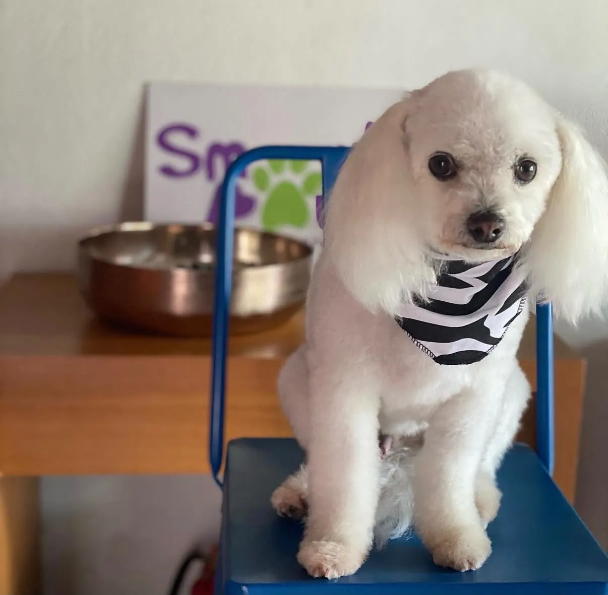 Perro blanco con pañuelo rojo