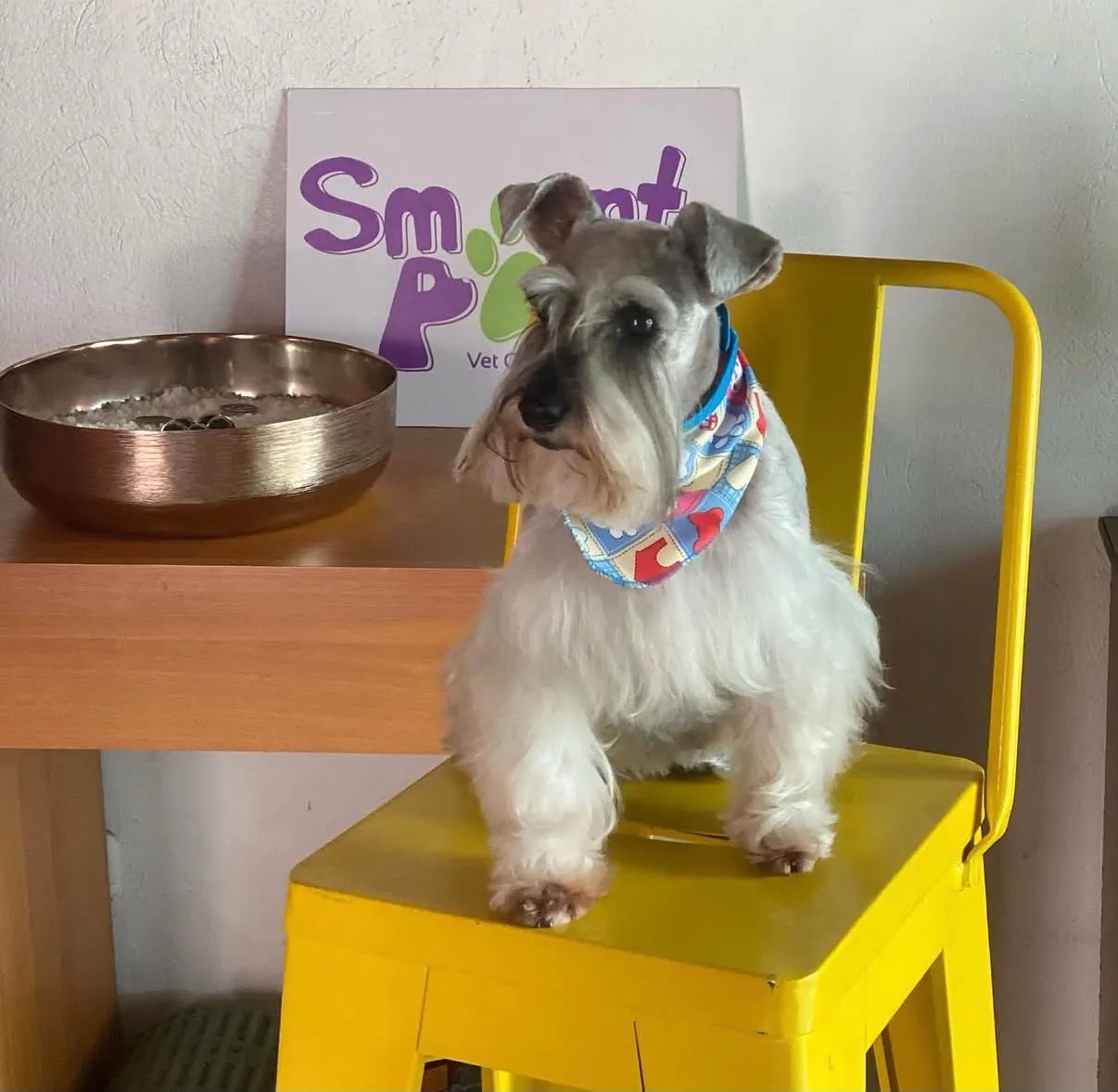 Shih Tzu después de peluquería