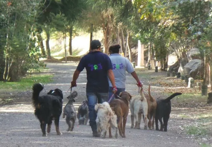 Actividad de adiestramiento canino Smart Paws 6