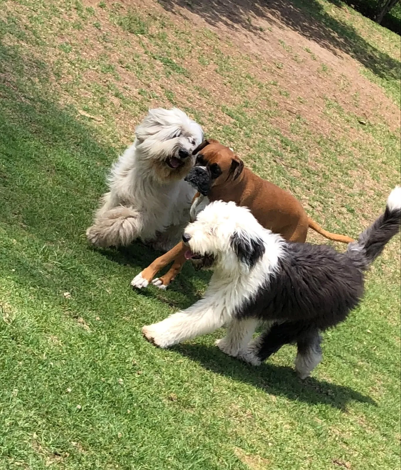 Actividad de adiestramiento canino Smart Paws 7