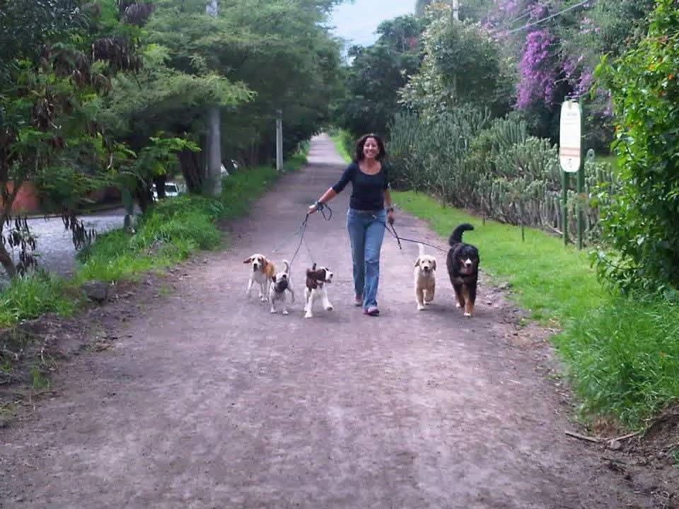 Actividad de adiestramiento canino Smart Paws 8