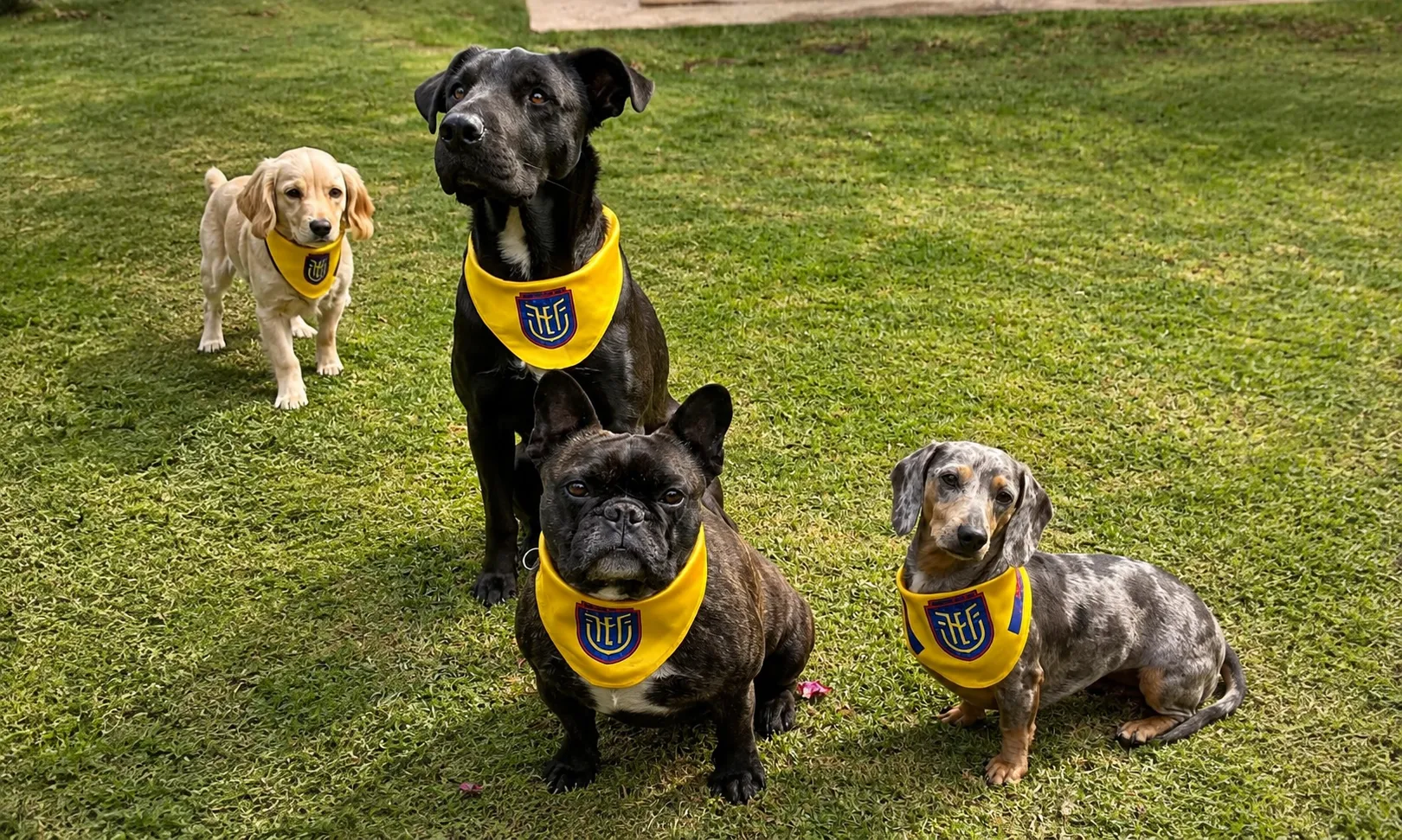 Actividad de adiestramiento canino Smart Paws 5