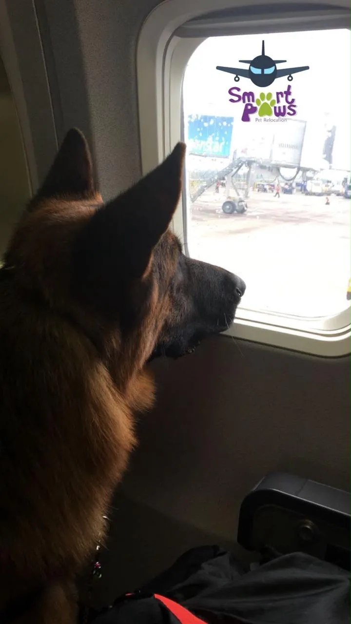 Mascota reunida con su familia después del viaje