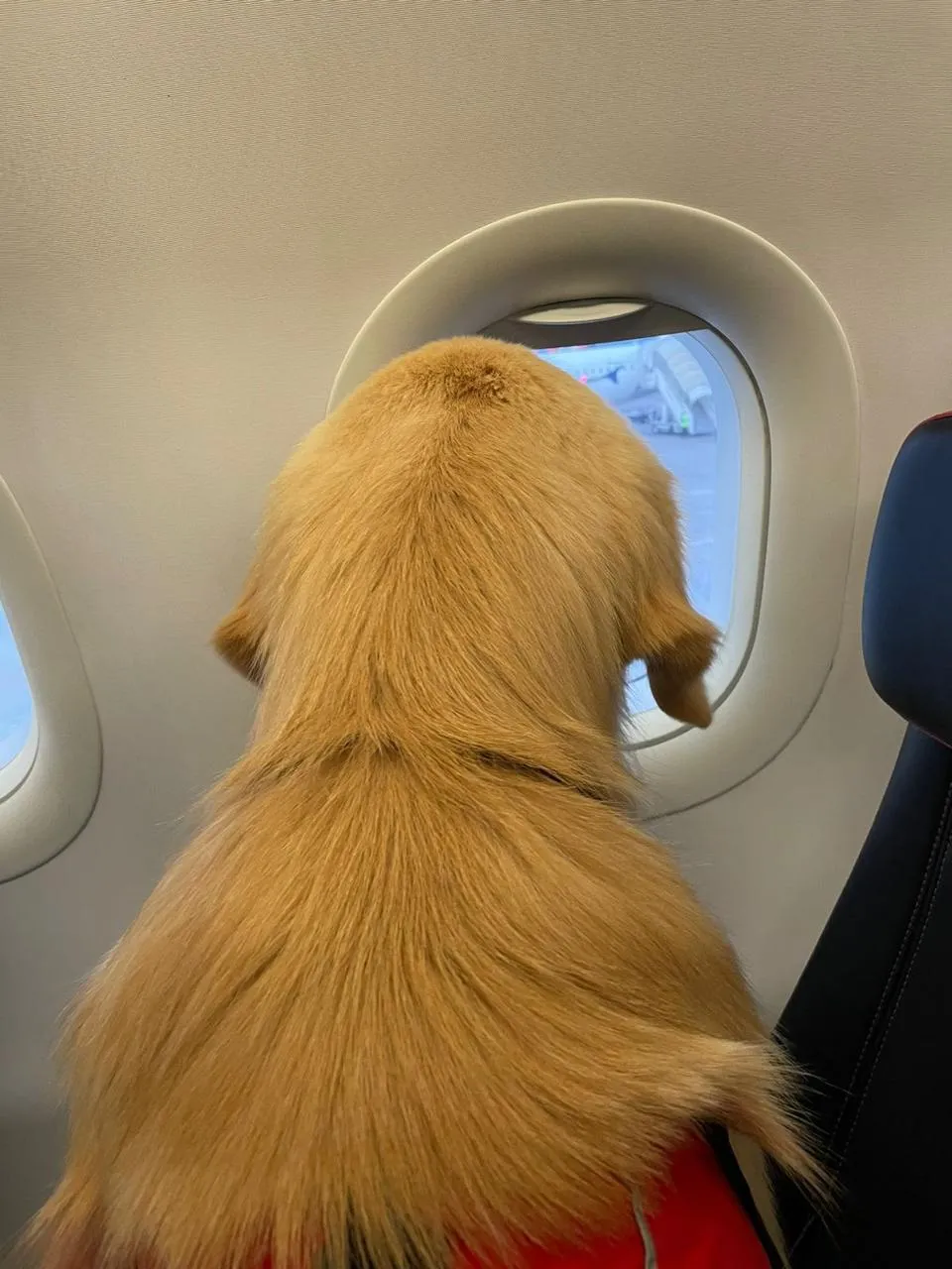 Perro durante un traslado internacional