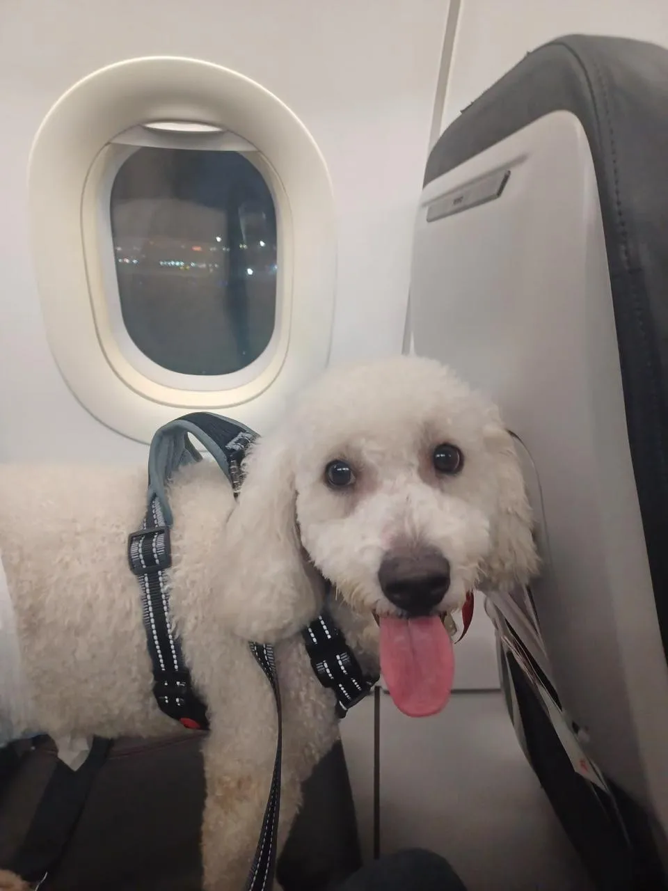 Mascota que viajó con el acompañamiento de Smart Paws