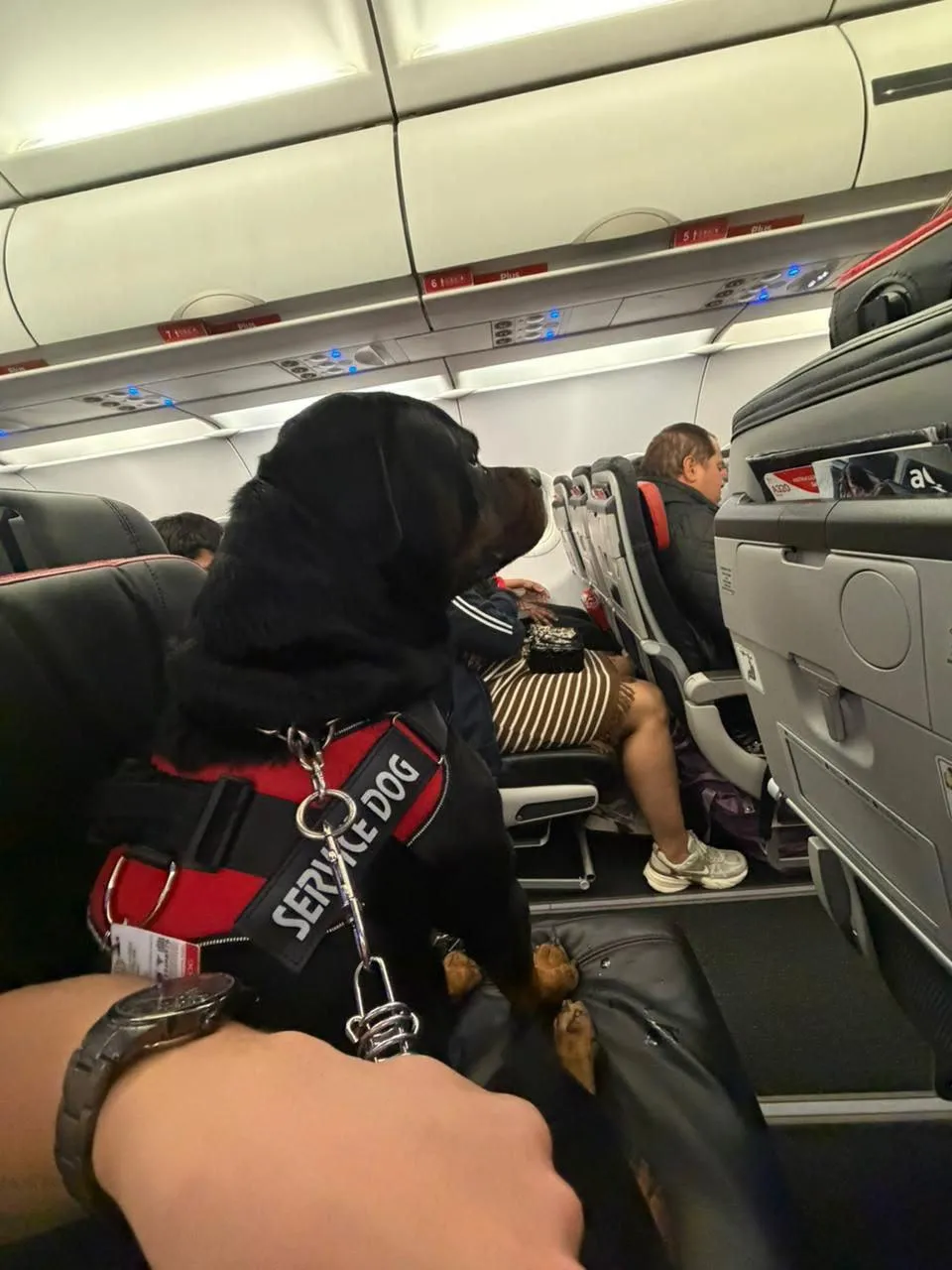 Perro viajando de forma segura