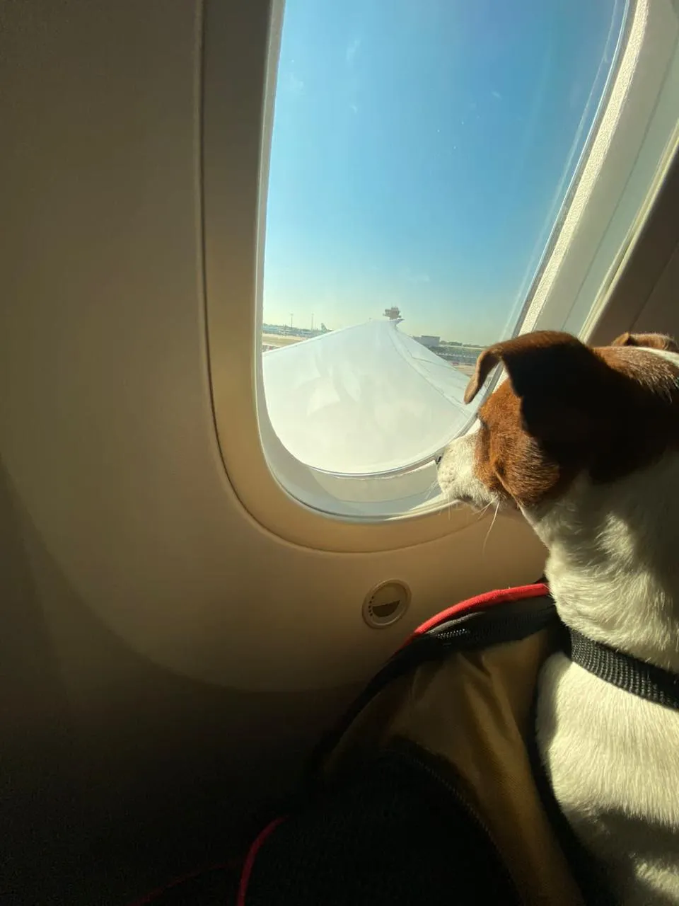 Mascota acompañada durante su viaje internacional