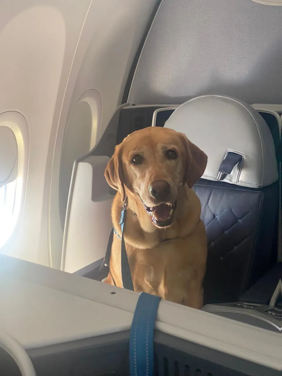 Perro trasladado internacionalmente con Smart Paws