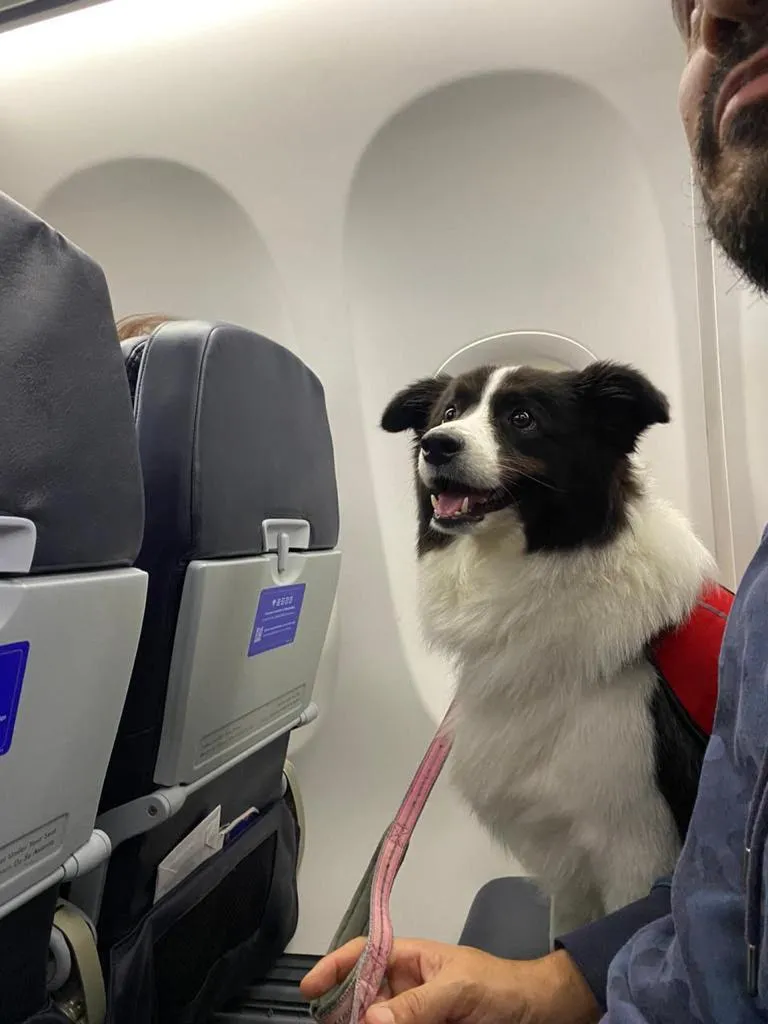 Mascota lista para viajar a su nuevo destino