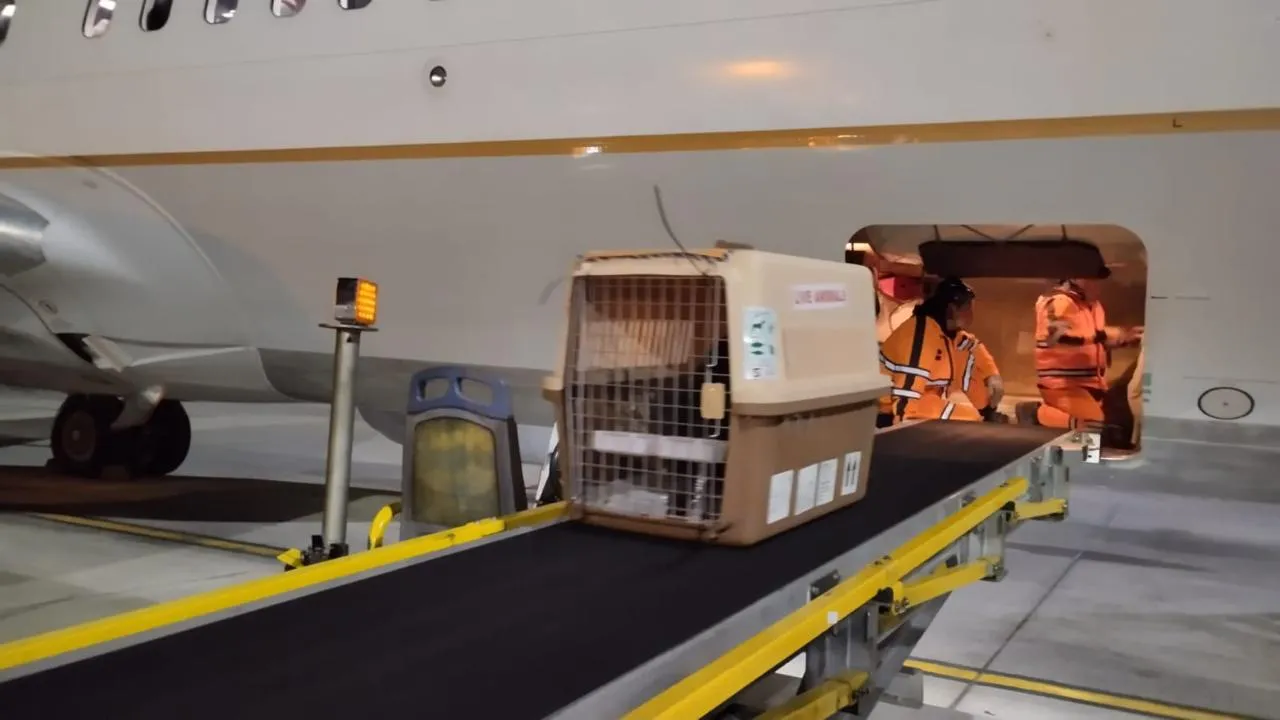 Perro viajero atendido por Smart Paws
