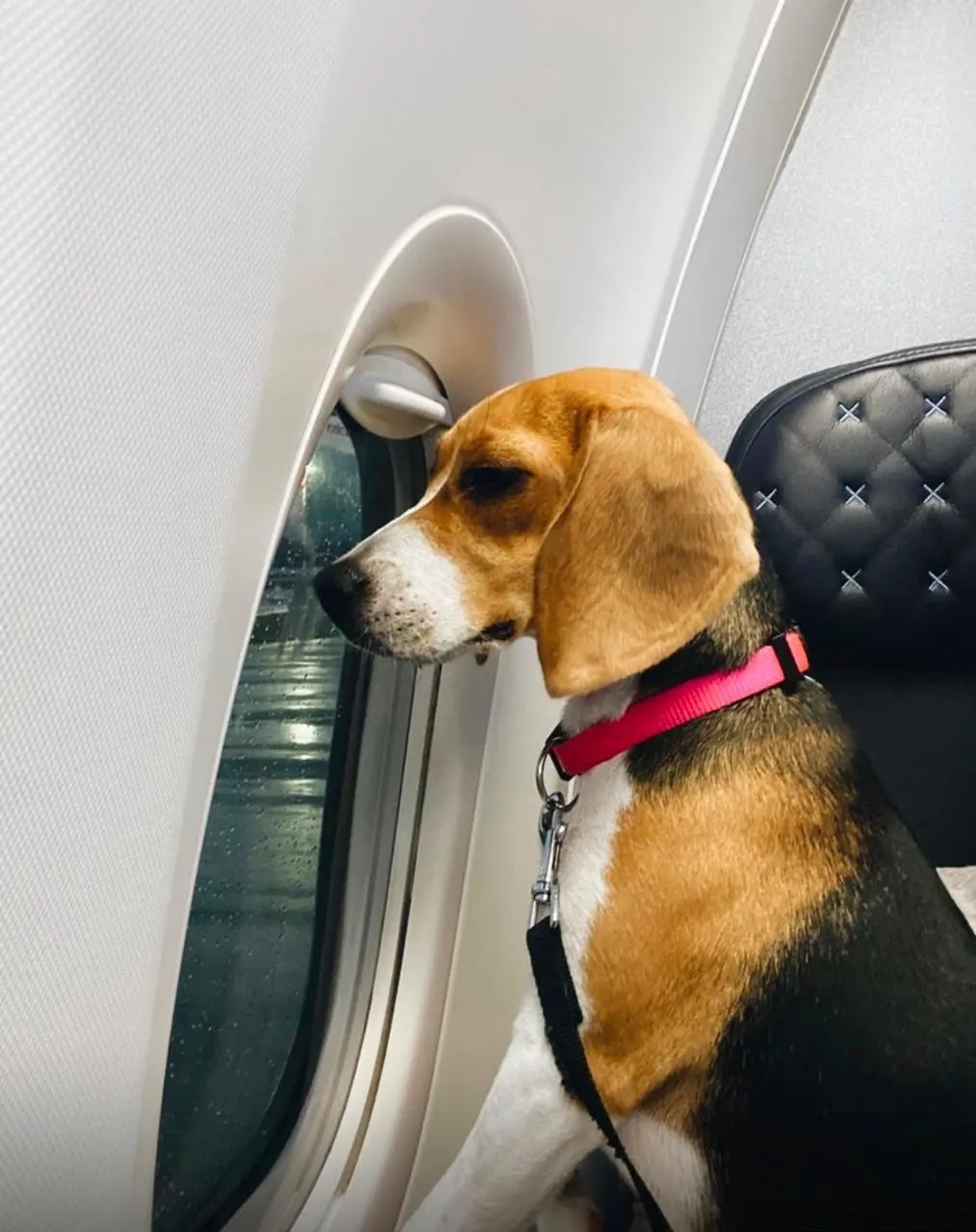 Perro preparado para un viaje internacional
