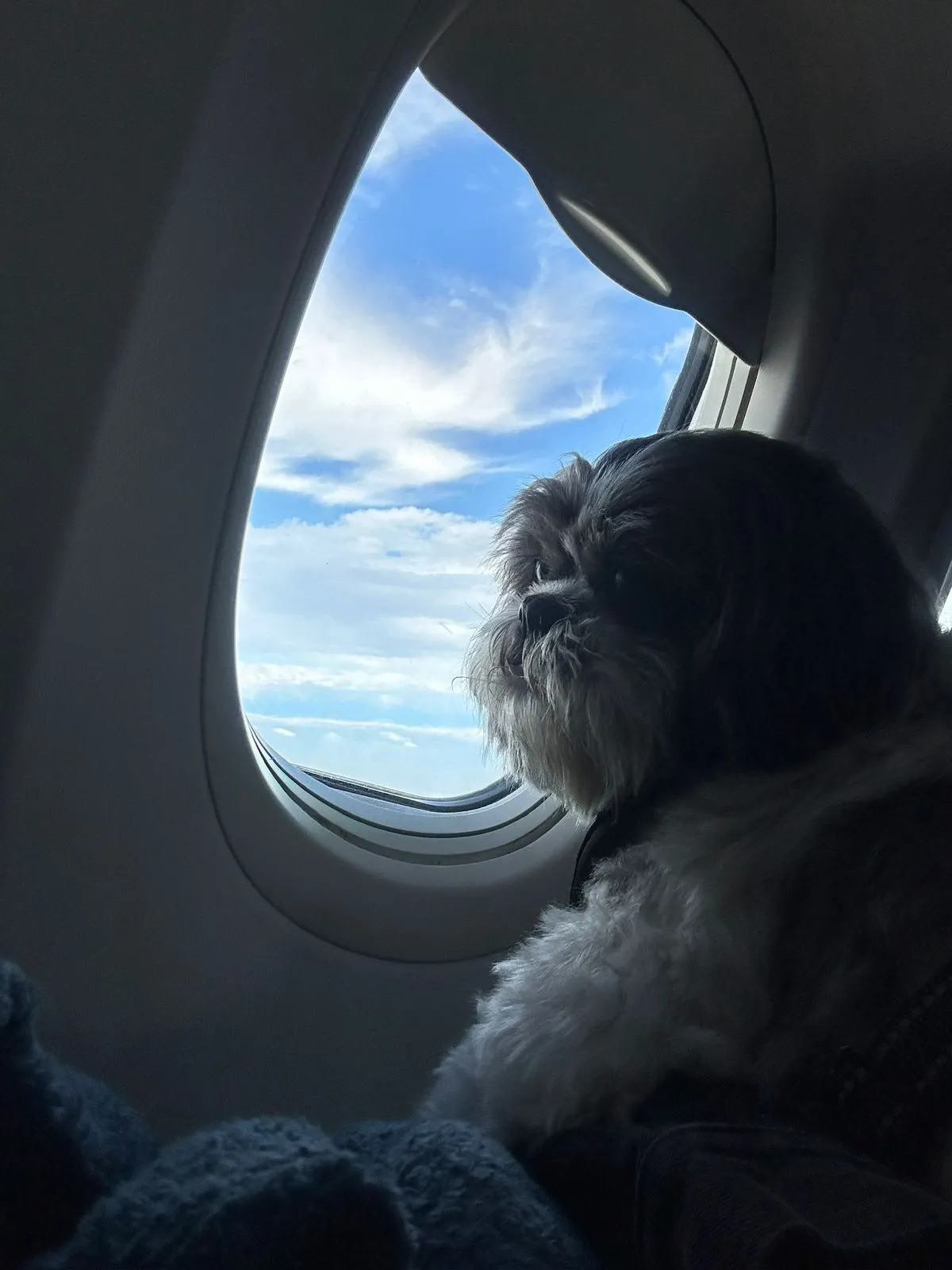 Mascota viajera acompañada por Smart Paws